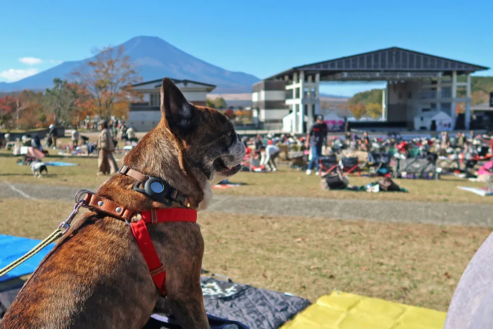 French Bulldog LIVE 2024のとらじろう