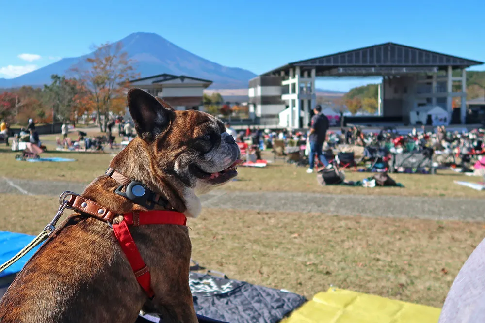 French Bulldog LIVE 2024のとらじろう