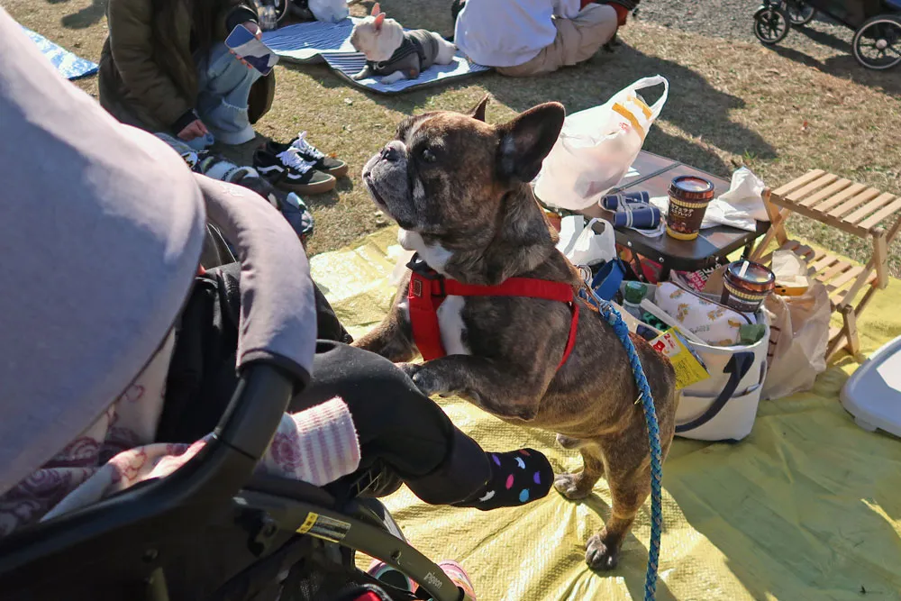 French Bulldog LIVE 2024のとらじろう