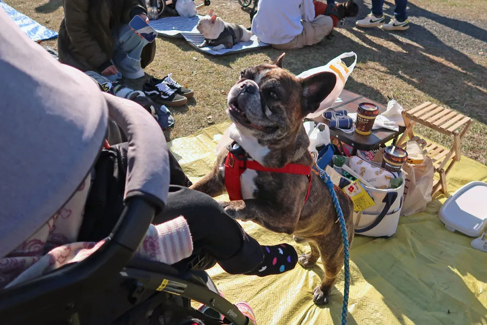 French Bulldog LIVE 2024のとらじろう