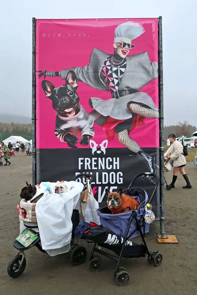 French Bulldog LIVE 2024のとらじろう