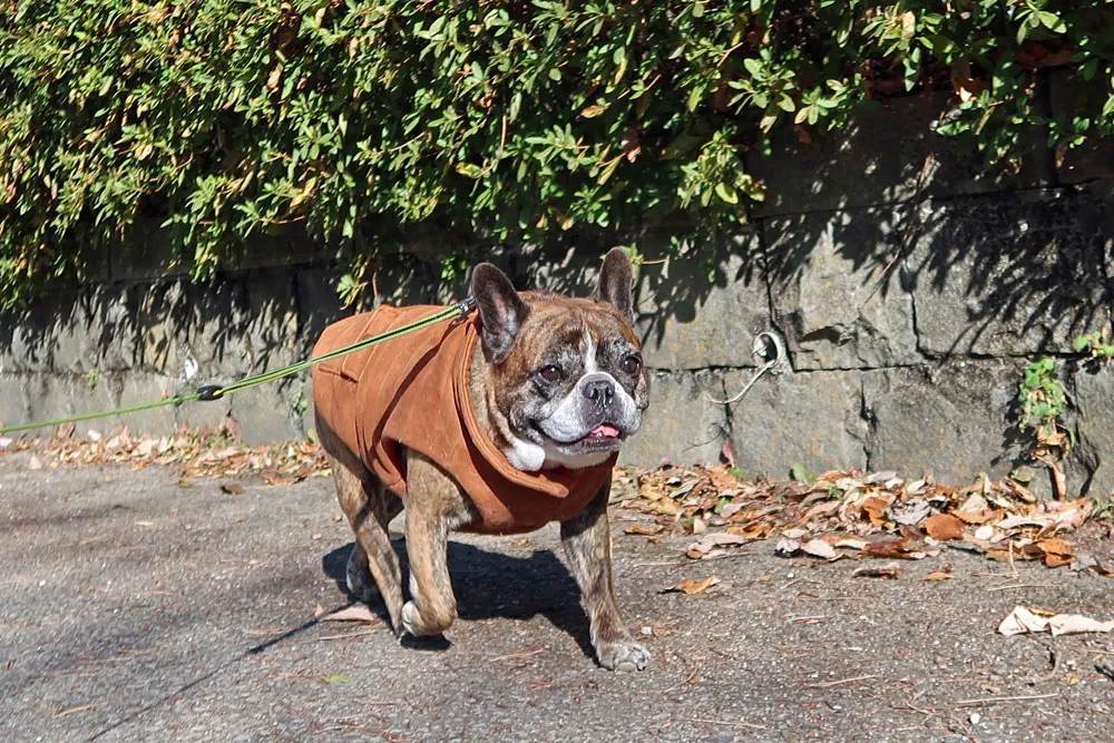 BUHI SNAP in SENDAI 台原森林公園