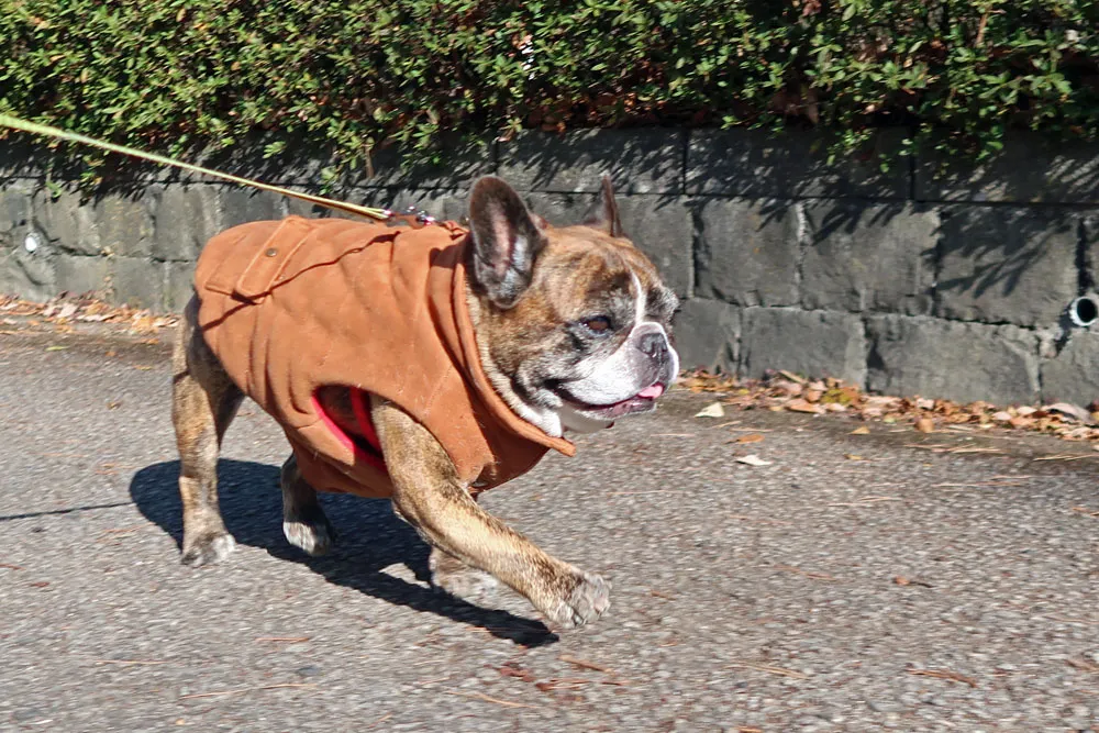 BUHI SNAP in SENDAI 台原森林公園