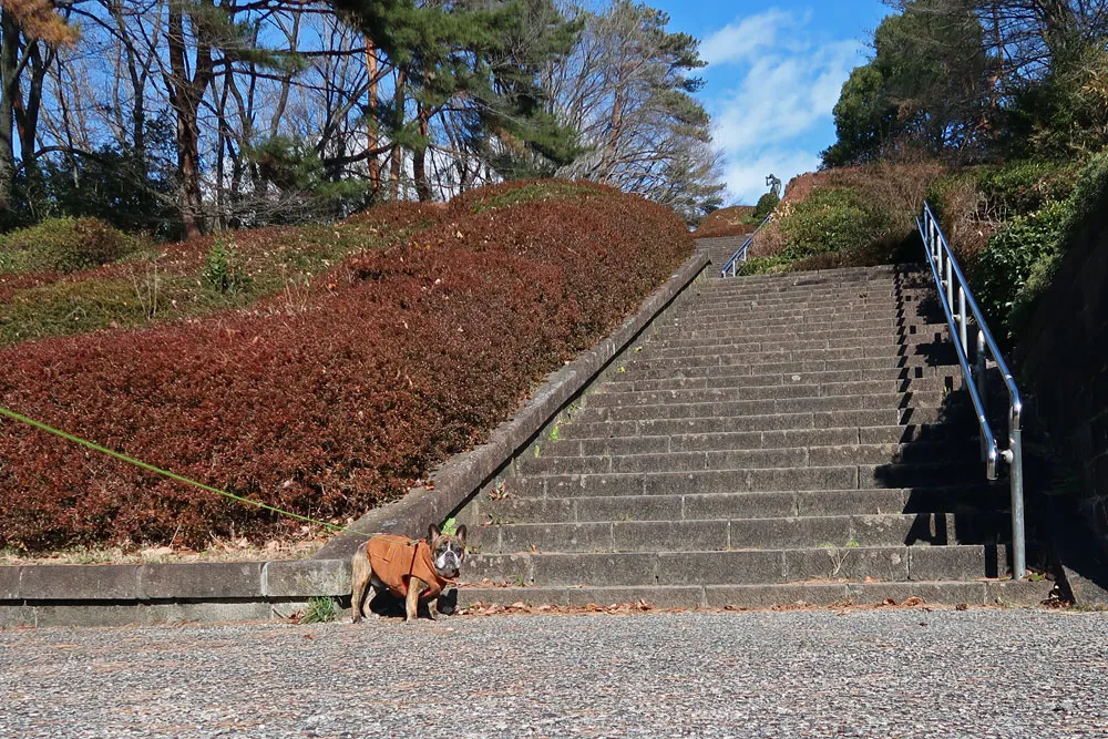 BUHI SNAP in SENDAI 台原森林公園