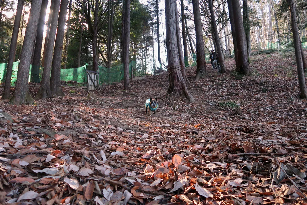 里山ドッグランサムでラン納め