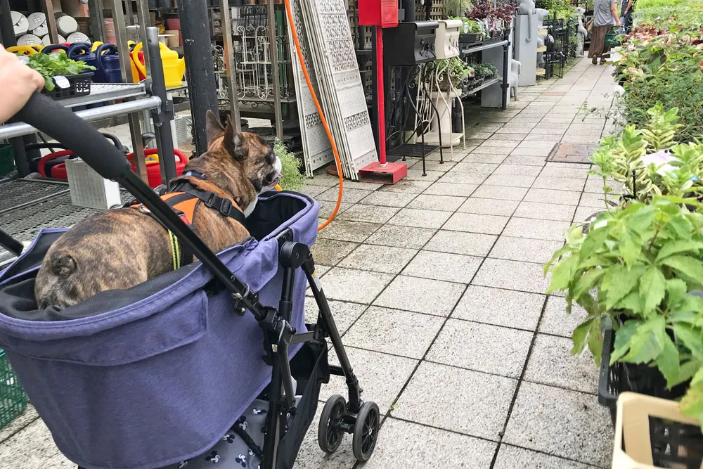 ガーデンガーデン愛子本店のとらじろう